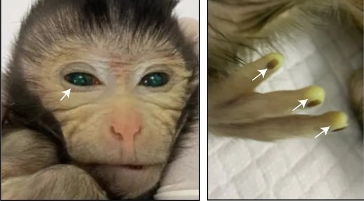 Korkutan deney: Maymunun parmakları floresana döndü