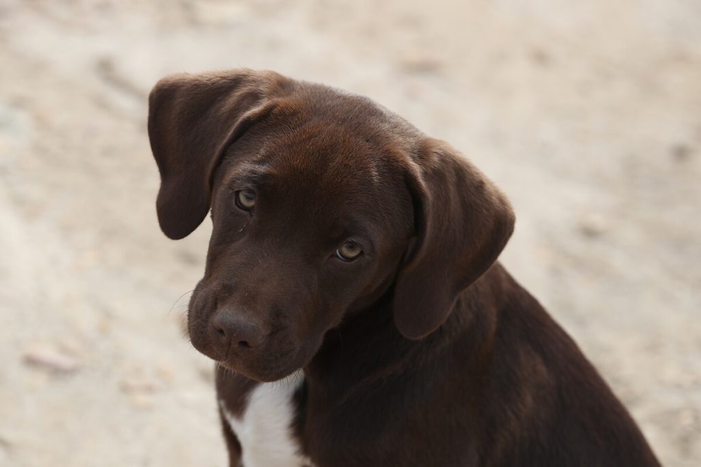 Arabada bırakılan köpek sıcaktan öldü