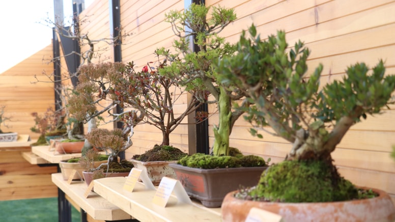 Avrupa’nın en büyük bonsai müzesi Türkiye’de açıldı