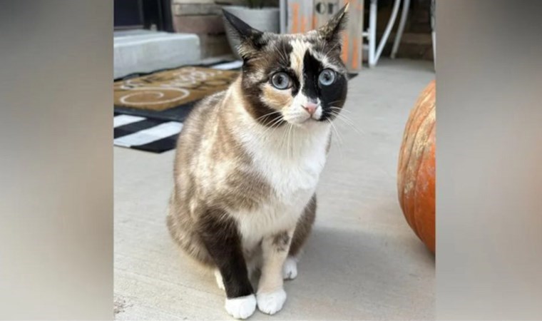 İlanlar asıldı, sokak sokak arandı: Kayıp kedi kargo paketinden çıktı