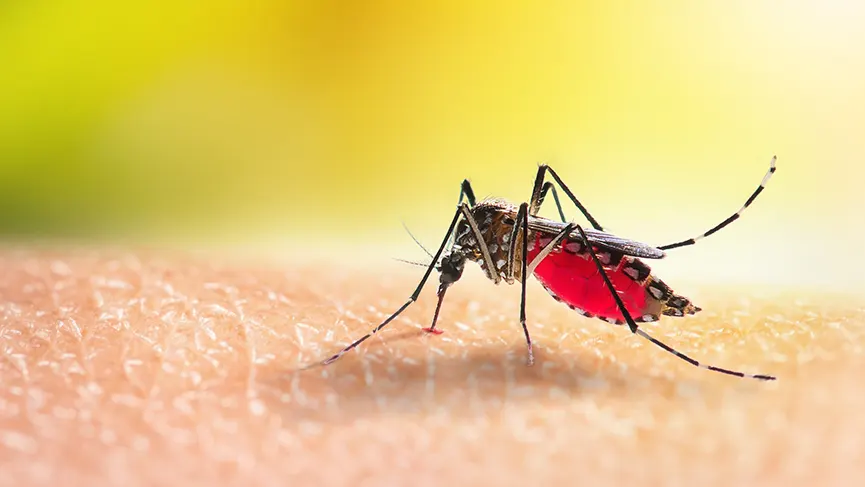 Almanya’da ‘Asya kaplan sivrisineği’ alarmı