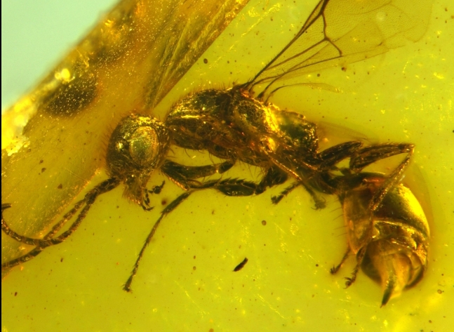 Alman bilim insanı 100 milyon yaşında böcek buldu
