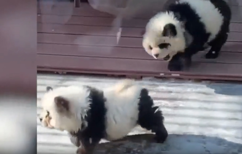Hayvanat bahçesindeki ‘pandalar’ köpek çıktı