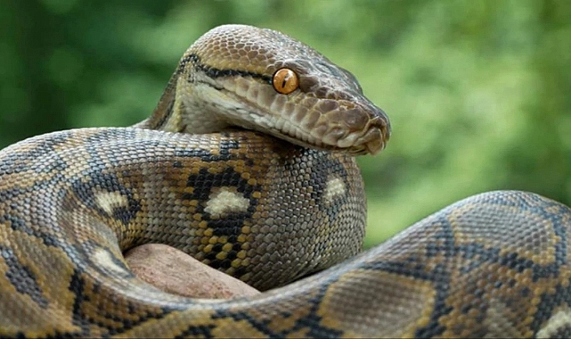 9 metre uzunluğundaki piton, 36 yaşındaki bir kadını yuttu.