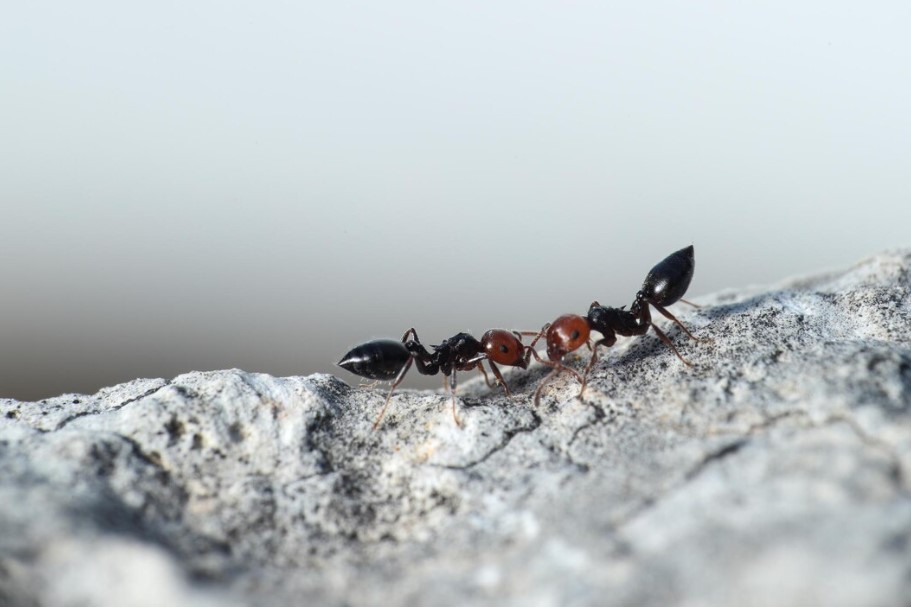 Karıncalarla ilgili çarpıcı buluş: Birbirlerini tedavi ediyorlar
