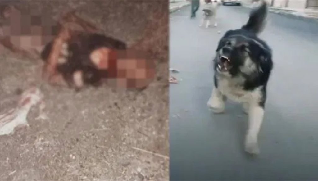 Sokak köpeklerinin saldırısına uğrayan bir kişi öldü