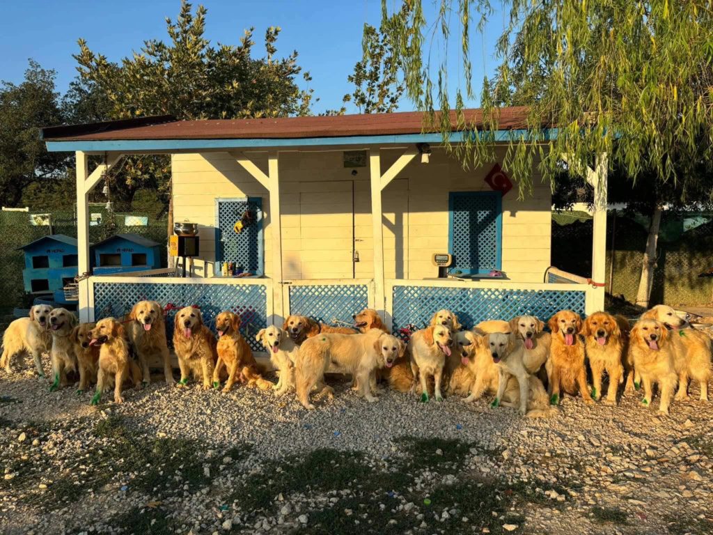 “Happy Paws’un şimdiye kadarki en büyük kurtarma projesi”: Türkiye’den sokak köpeklerini İngiltere’ye ulaştırmaya çalışıyor