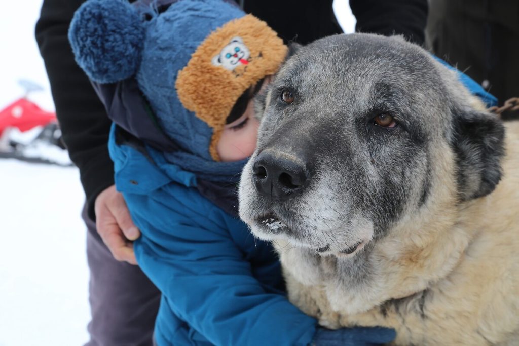 Almanya’da belediyelerin köpek vergisi gelirleri rekor kırdı