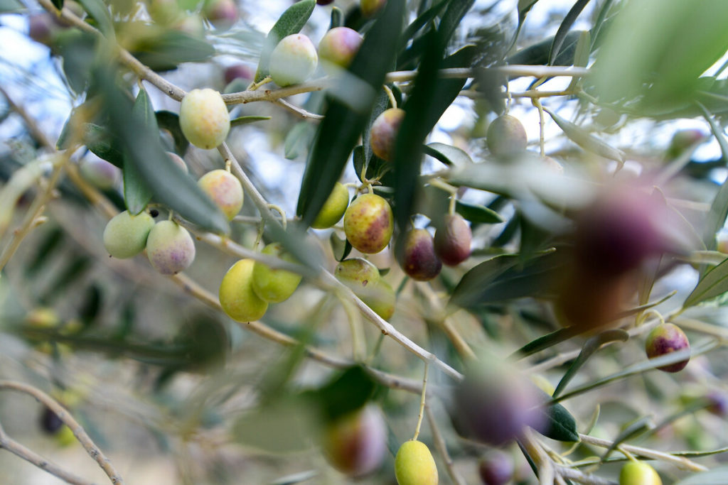 Bahçede ot yolarken milyoner oldular