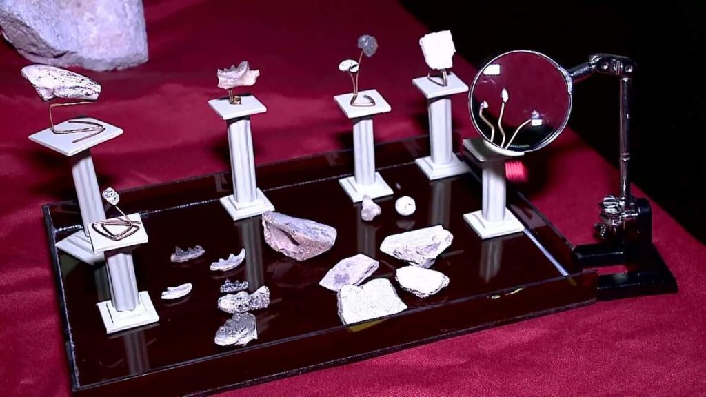 75 Milyon yıl önceye ait yeni bir dinozor türü bulundu