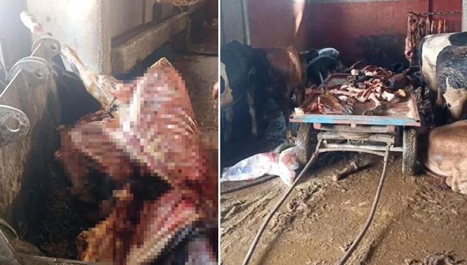 2,5 ton at eti ele geçirildi, 4 at son anda kurtarıldı