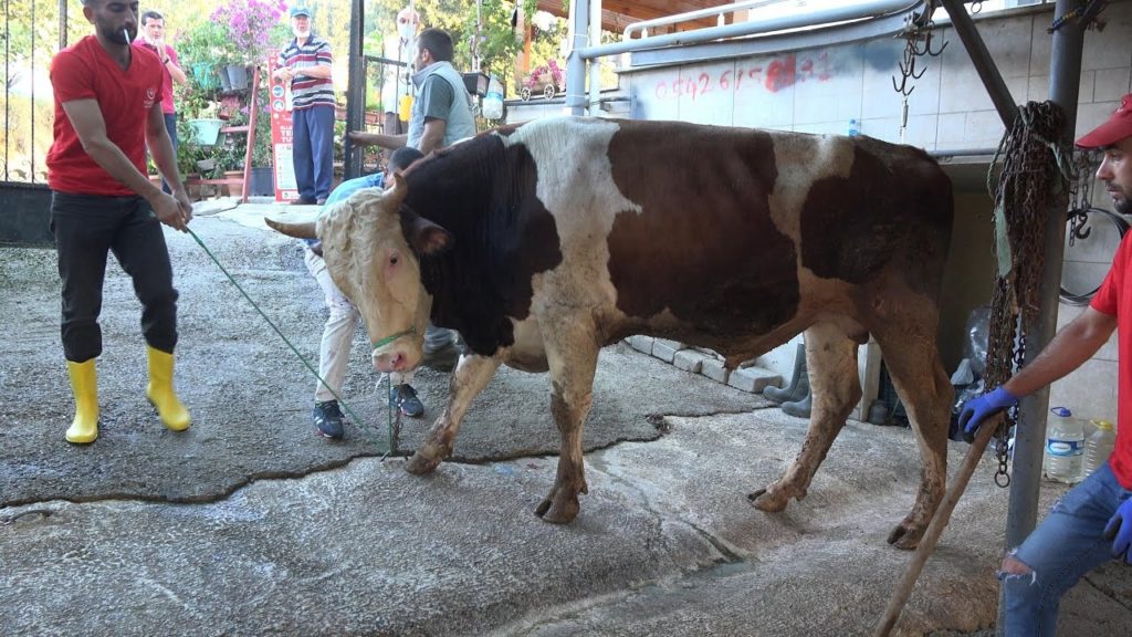 Kurban keserken hayatını kaybetti