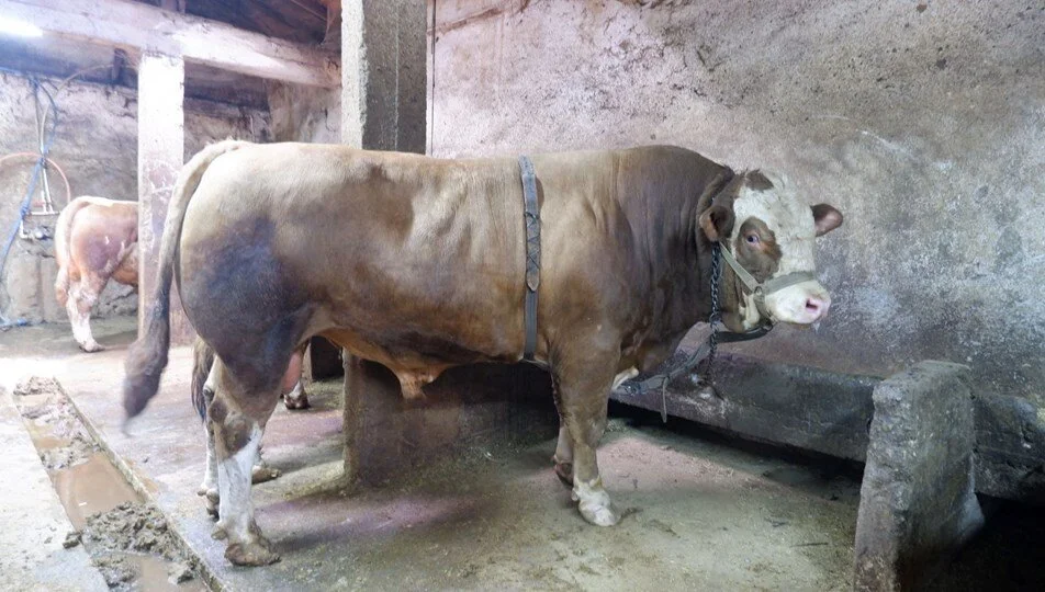 Kurbanlıklar pazardaki yerini aldı: Tam 1 ton 200 kilo! Alıcısını buldu, fiyatı dudak uçuklattı