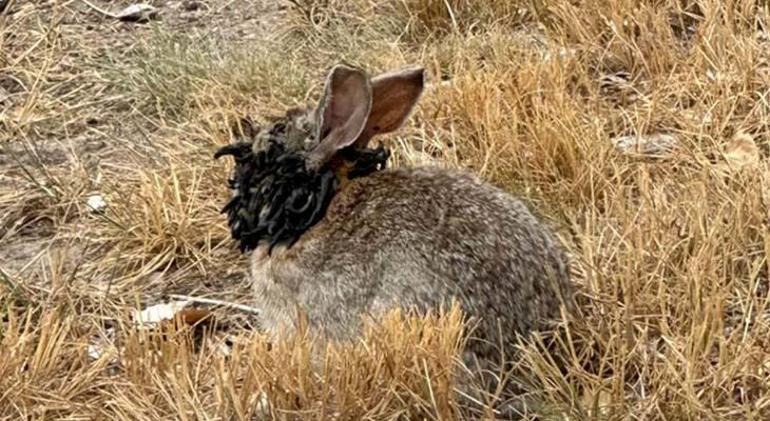 Zombi tavşan paniği