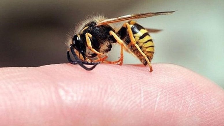 Arının soktuğu kişi hayatını kaybetti