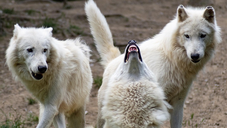 Aşağı Saksonya’da Kurt Popülasyonu Rekor Kırdı: İskandinav Ülkelerini Geride Bıraktı