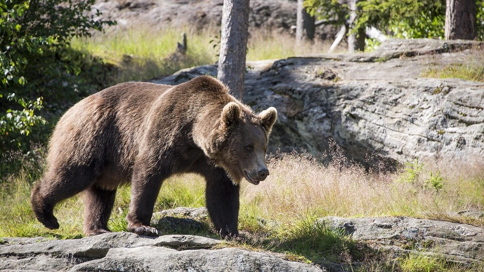 Japonya’da Ayı saldırısı: Yaşlı kadın hayatını kaybetti