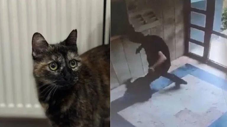 Kedi katiline 3 yıl 8 ay hapis cezası