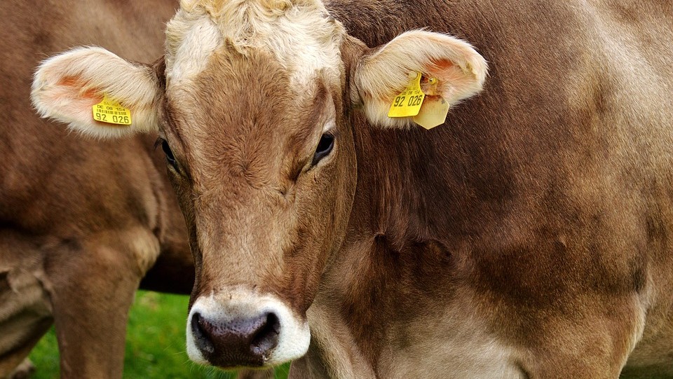 Bandırma açıklarında gemide kriz: “Spiridon II” gemisinde 58 sığır öldü