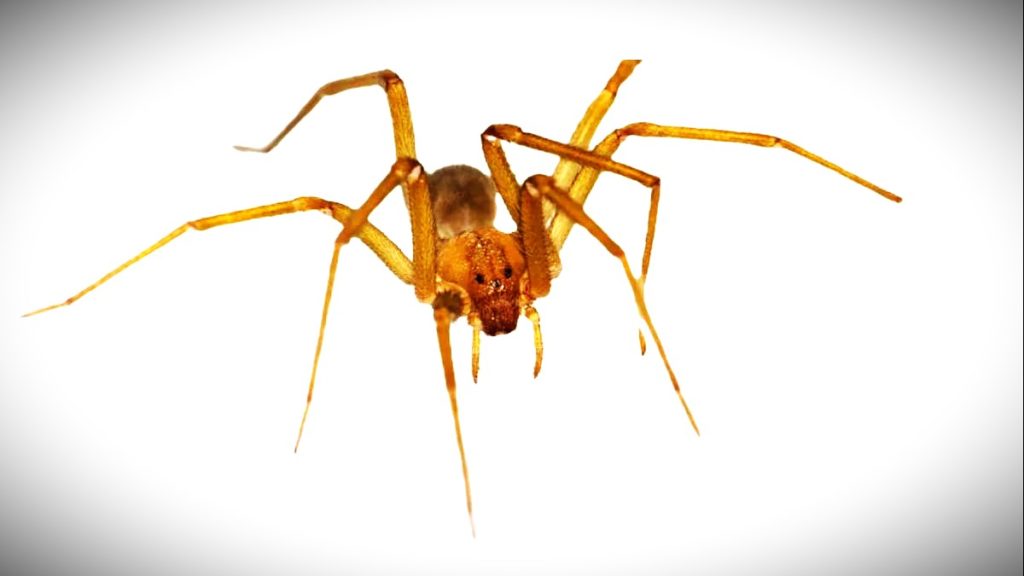 Almanya’da alarm: Ölümcül Şili örümceği ilk kez görüldü