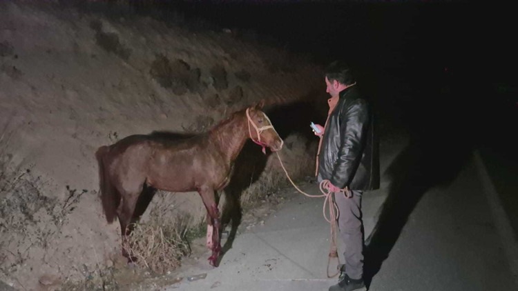 Milyonluk yarış tayları çiftlikten kaçtı; 8’i öldü, bazıları kayıp