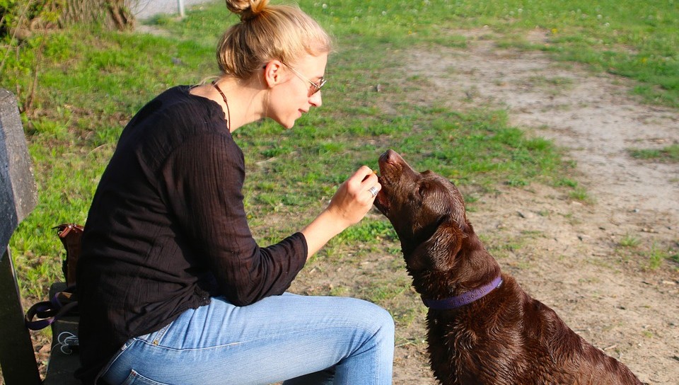 Almanya’da yılbaşı havai fişekleri tartışması: Evcil hayvan sahipleri kaçış planları yapıyor