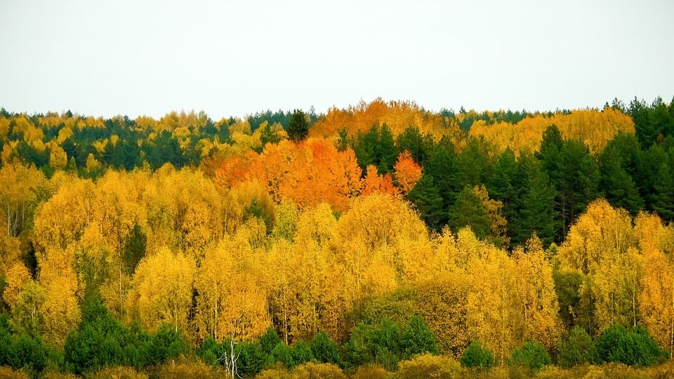 AB’nin ormansızlaşma tüzüğü yürürlüğe girdi: Sürdürülebilir tedarik zincirleri hedefleniyor