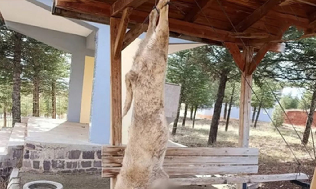 Afyonkarahisar’da vahşet: Bir köpeğin işkenceyle öldürülmesi toplumda şok etkisine yol açtı