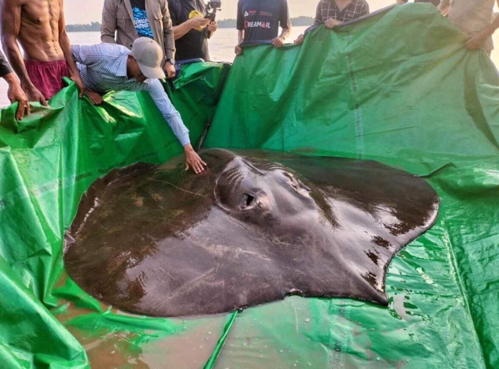 Dev nehir canavarı yakalandı: Daha önce böylesi görülmemişti